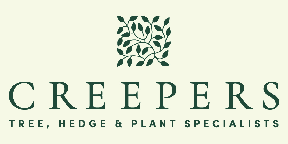 Creepers Nursery Creepers Nursery