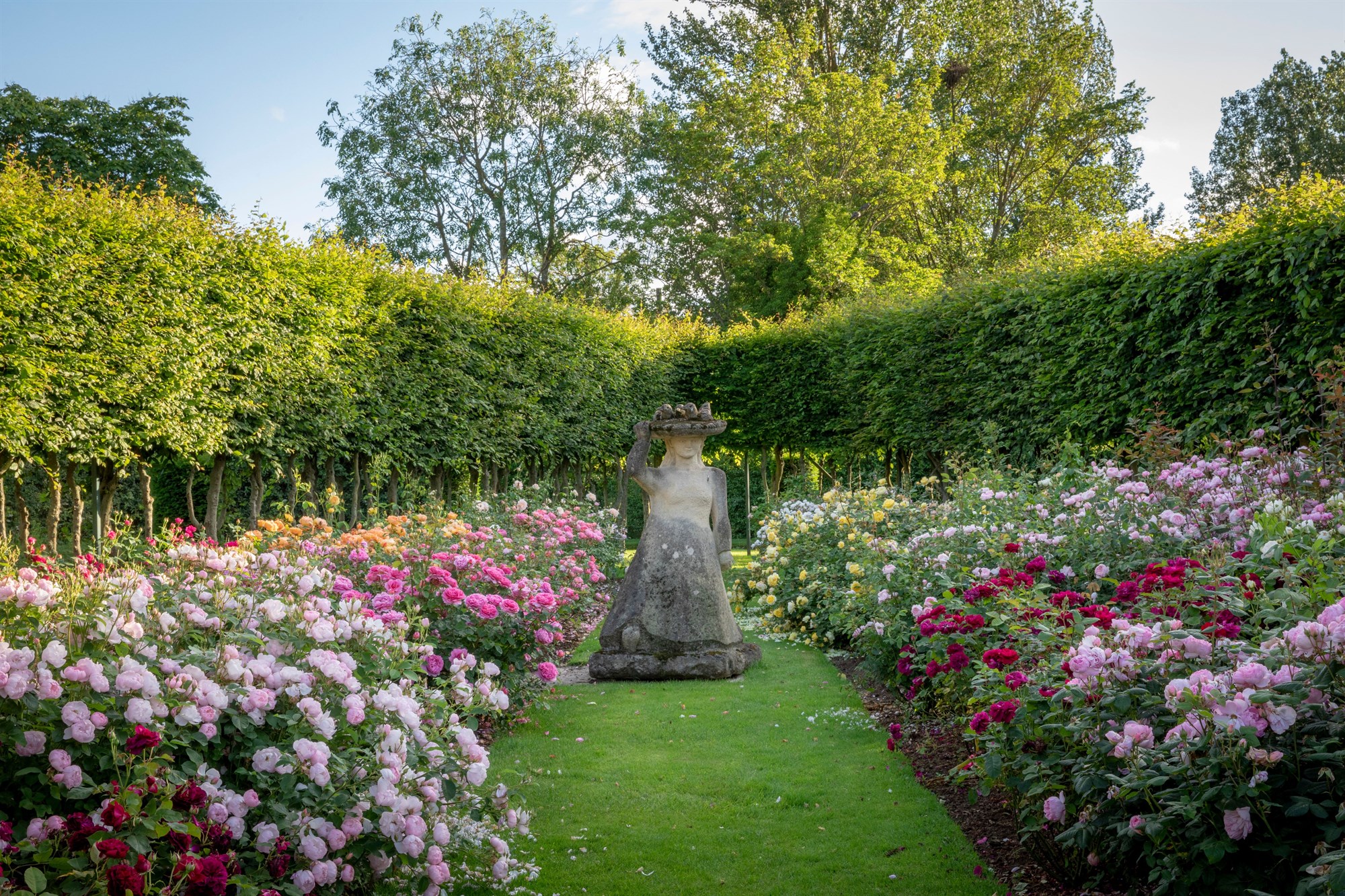 ABP In Person Event - A visit to David Austin Nursery and Gardens - 10 Sept 2025