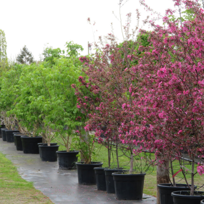 Tree Walk and Talk with Richard McKenna at Provender Nurseries - 15 April 2026