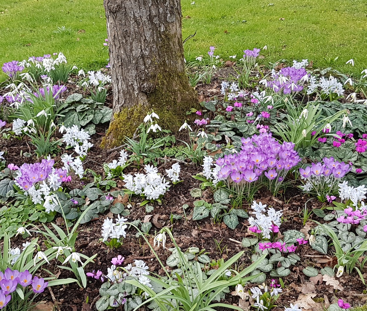 **NEW** Bitesize Planting: Choosing Bulbs with Anna Ribo - 01 October 2025