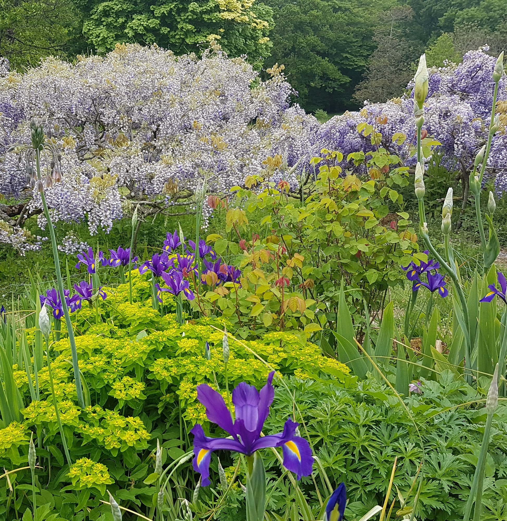 Bitesize Planting CPD: Choosing Plants for Cottage Garden Planting with Anna Ribo - 20 August 2025