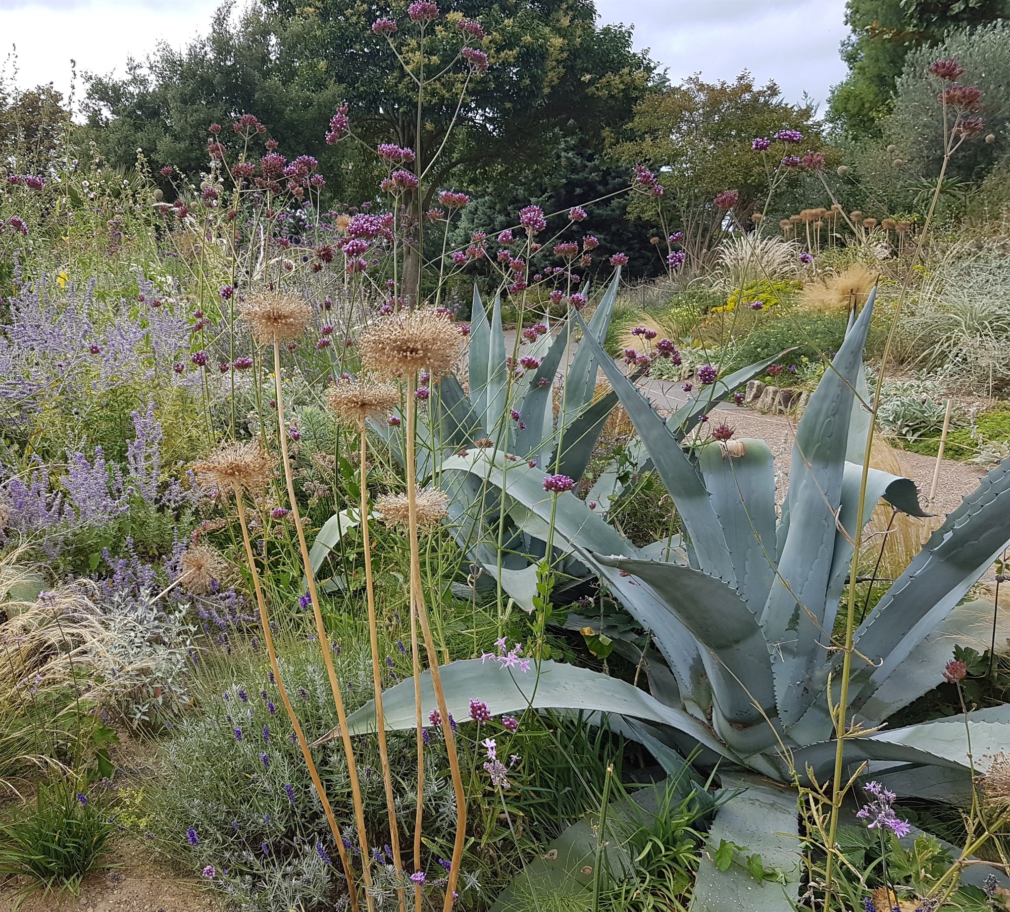 Bitesize Planting CPD: Choosing Plants for Mediterranean style planting with Anna Ribo - 03 Sep 2025