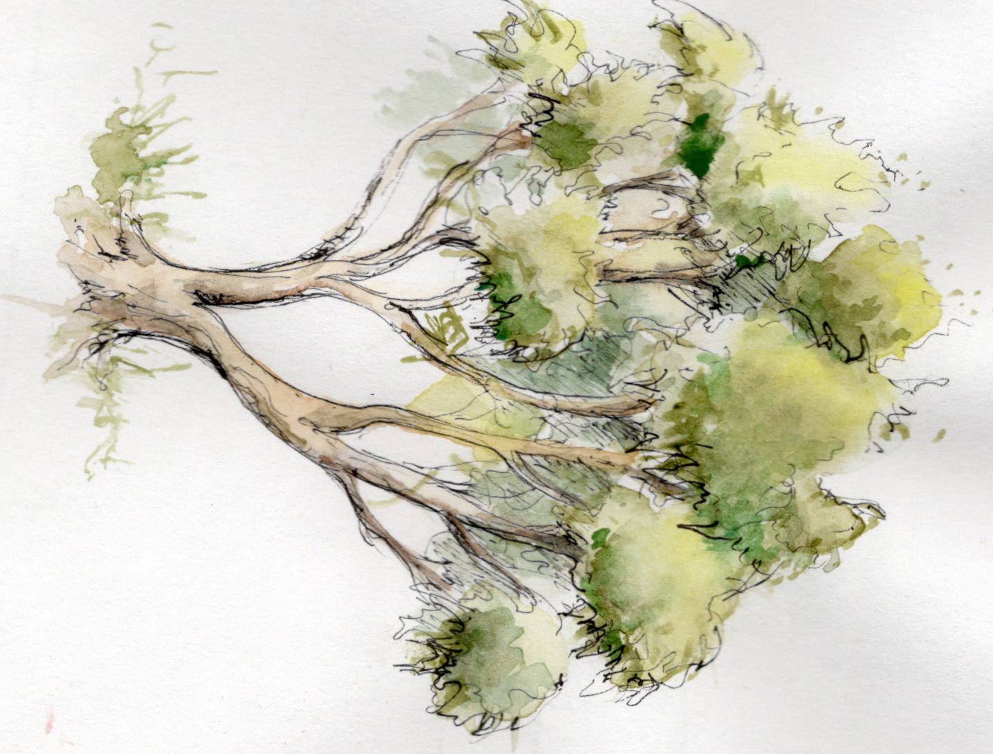 **NEW** Bitesize CPD - Sketching Trees with Anna Ribo - 23 June 2026