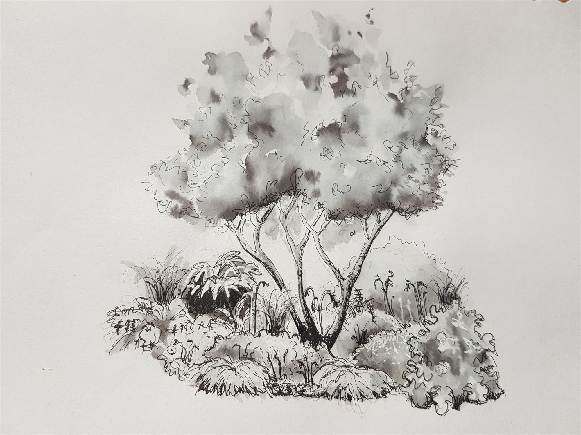 Sketching Plants: tips and techniques with Anna Ribo - 06 Nov 2025