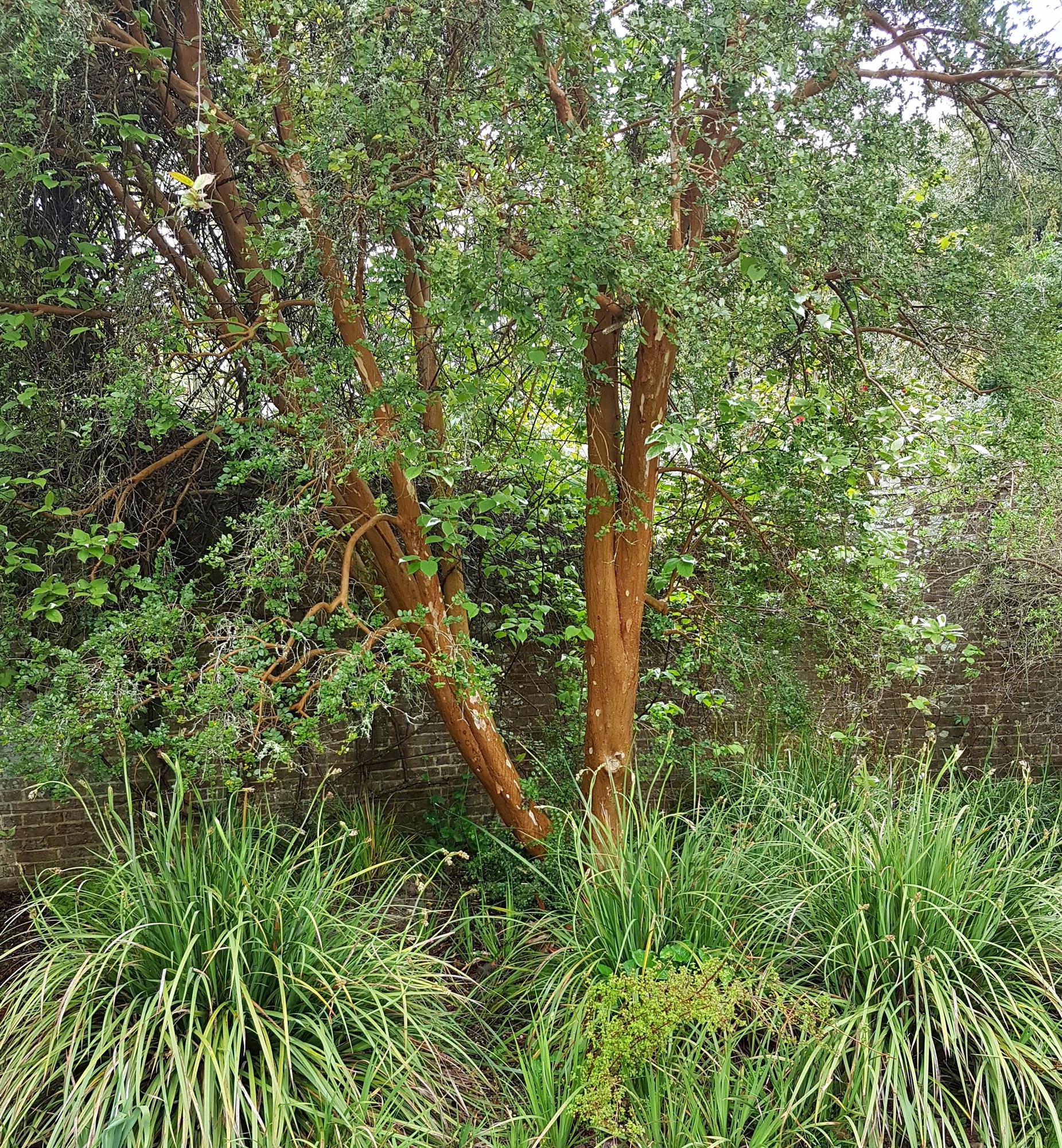 Bitesize Planting CPD: Choosing Small Trees and Large Shrubs with Anna Ribo - 15 October 2025