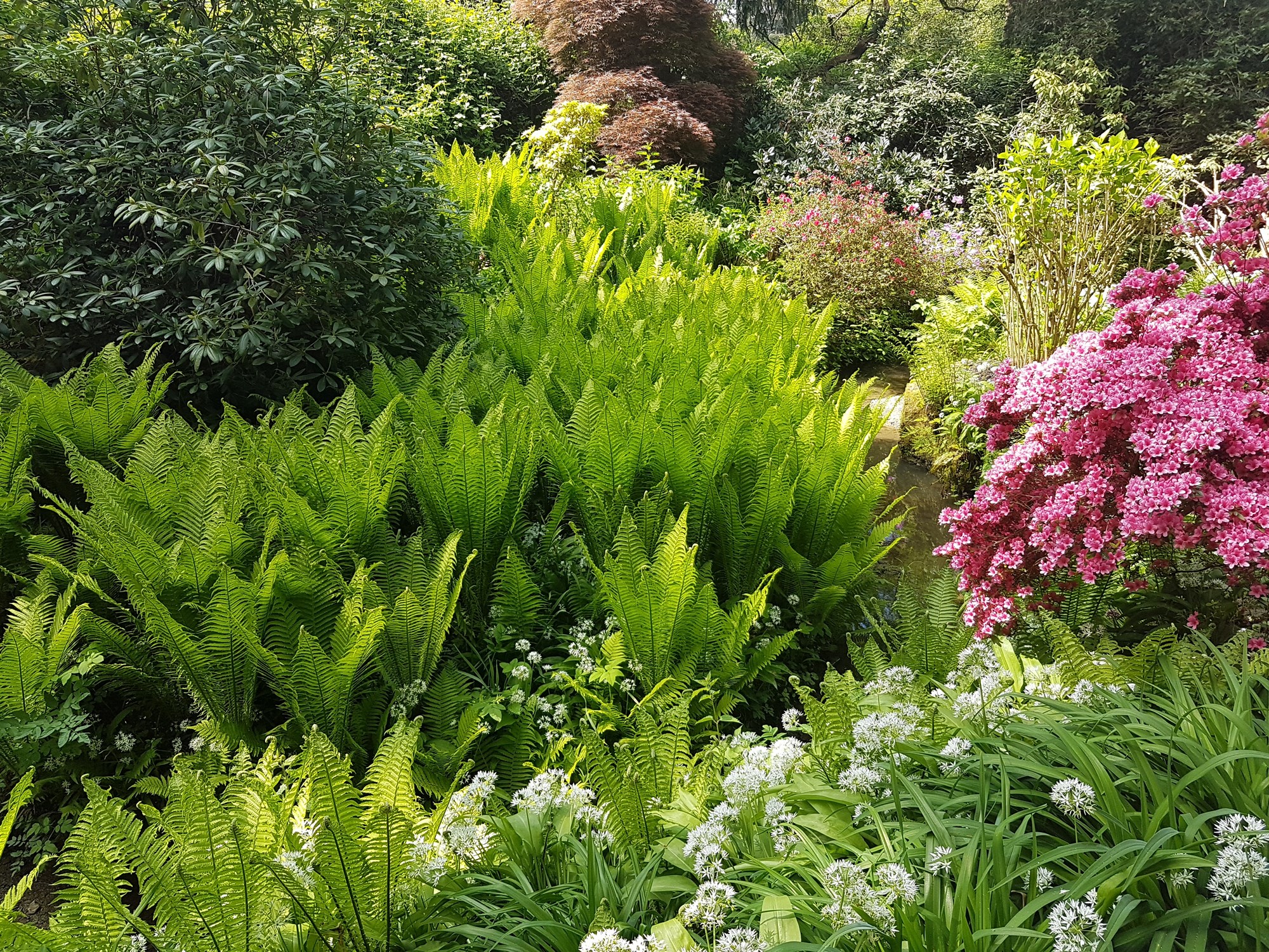 Bitesize Planting CPD: Choosing plants for pond sides, stream banks and bogs with Anna Ribo - 12 Nov