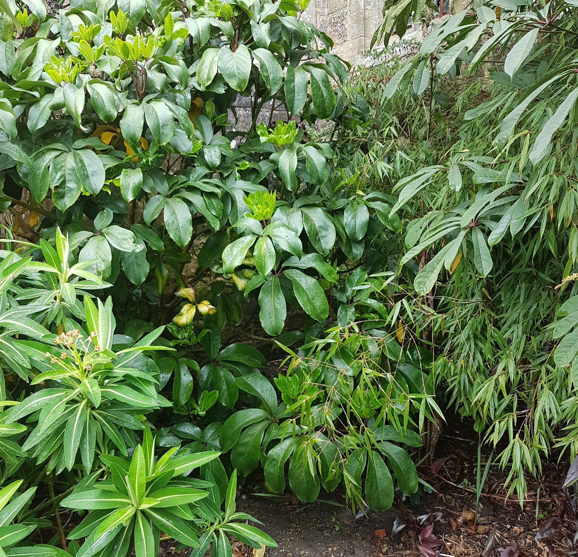 Bitesize Planting CPD: Choosing Plants for Tropical style planting with Anna Ribo - 29 Oct 2025