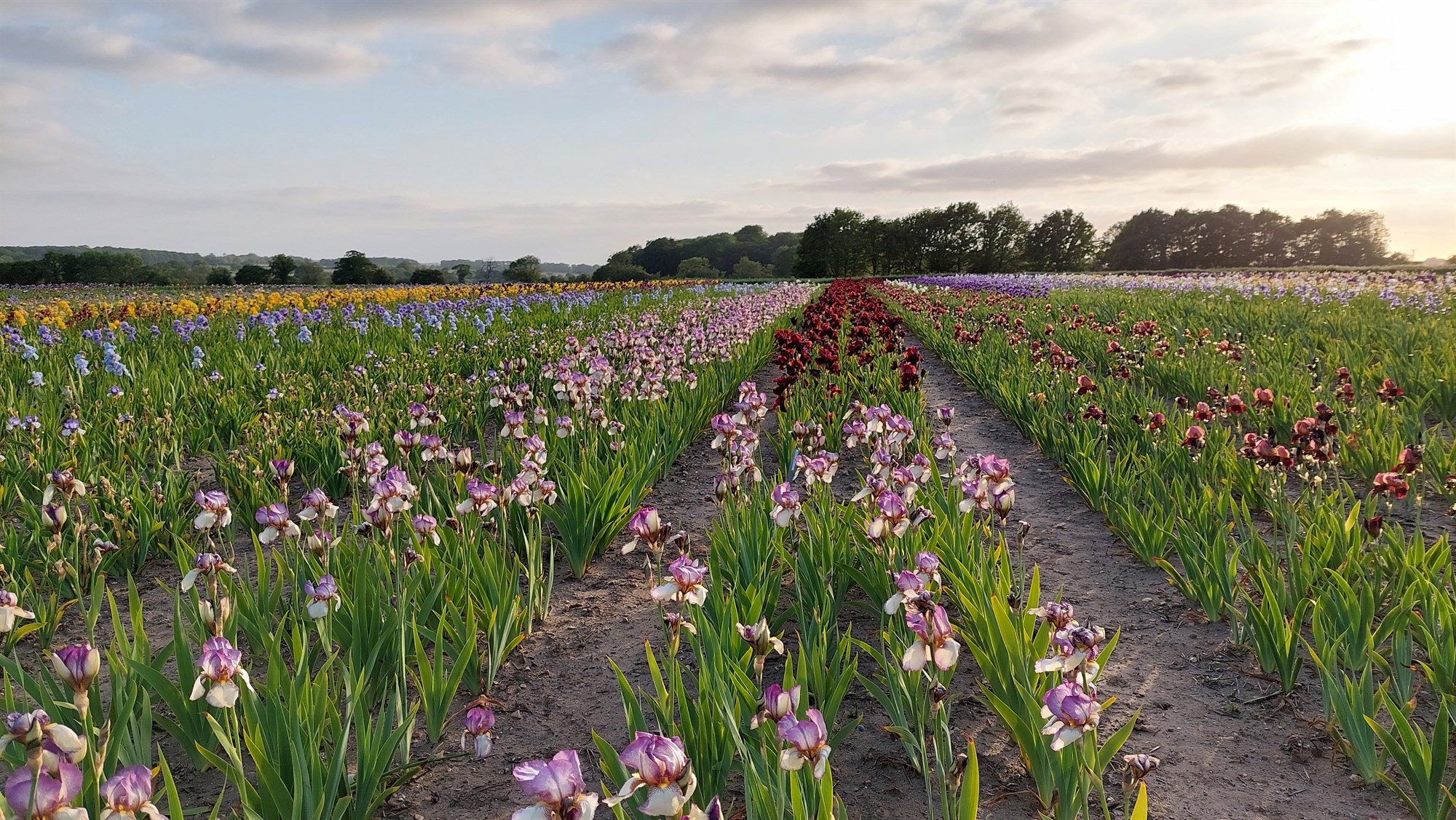 Transform Your Projects with Bare Root Plants: Insights and Tips from Howard Nurseries - 10 Feb 2026