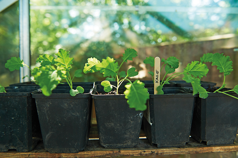 Plants bought in P9 pots will be young but well-rooted and sufficiently developed to establish quickly when planted out.