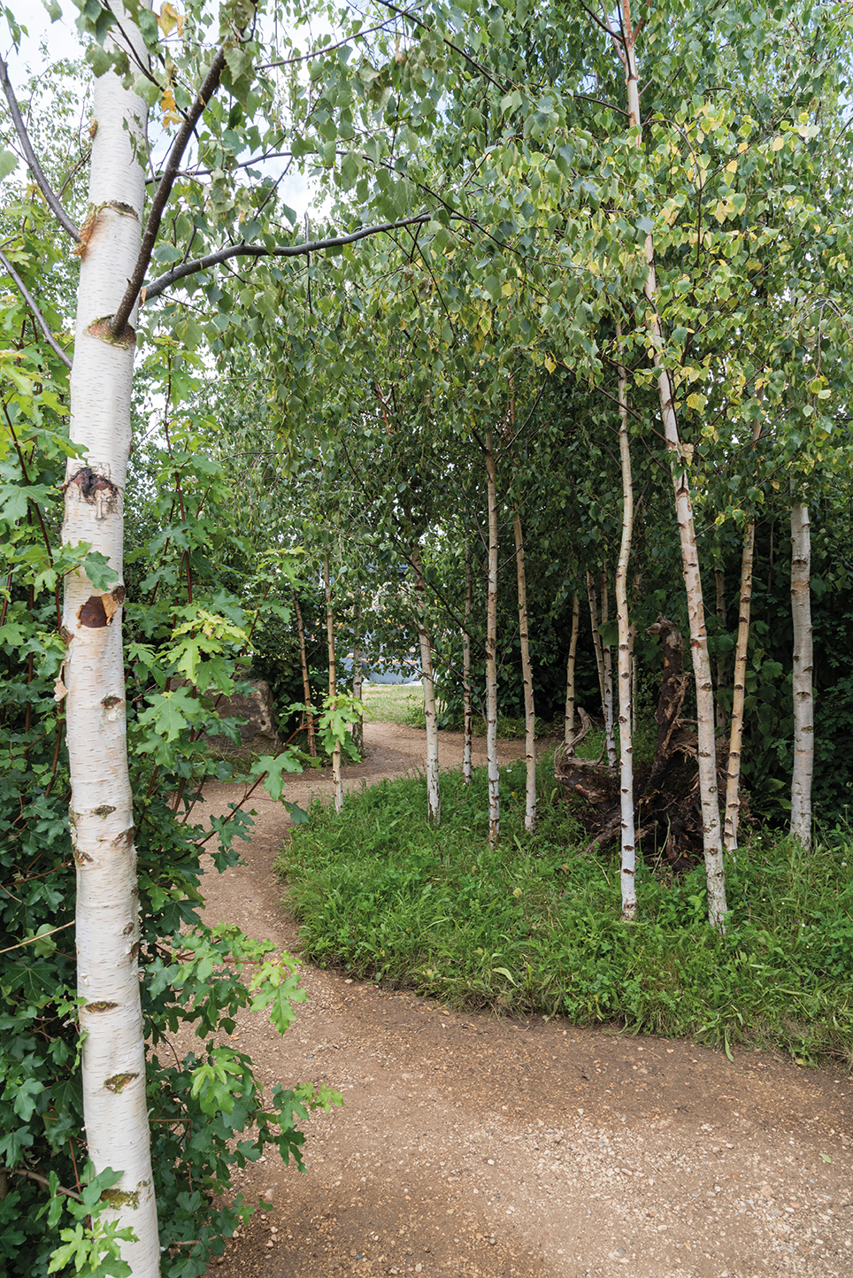 Michelle Brandon MSGLD’s The Forest Will See You Now show garden at RHS Hampton Court Palace Garden Festival 2019.