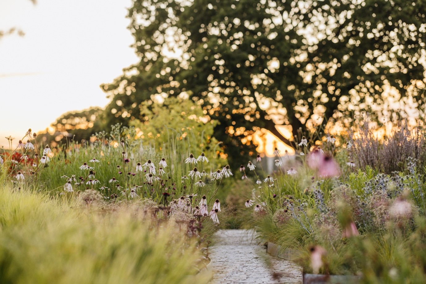 A path in a gardenDescription automatically generated