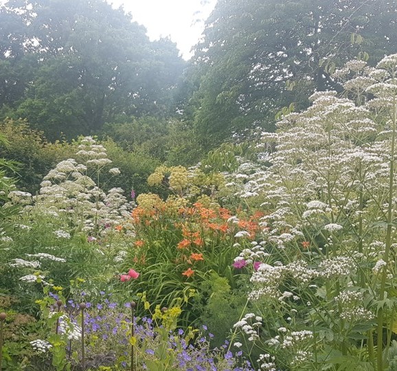 **NEW** Bitesize Planting CPD: Choosing plants for sunny, heavy soil with Anna Ribo - 23 July 2025