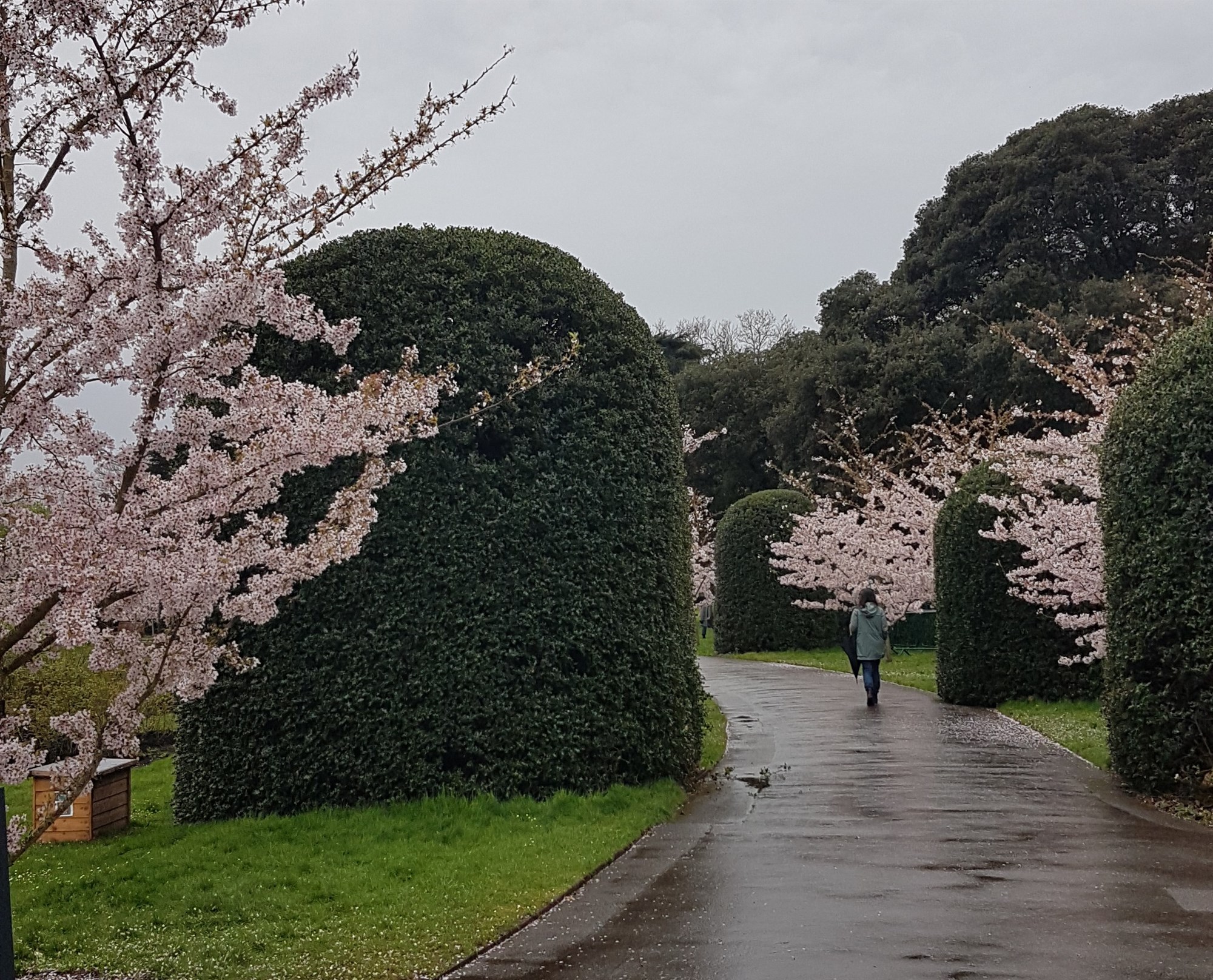 **NEW** Bitesize Planting CPD: Choosing Structural Plants with Anna Ribo - 11 Jun 2025
