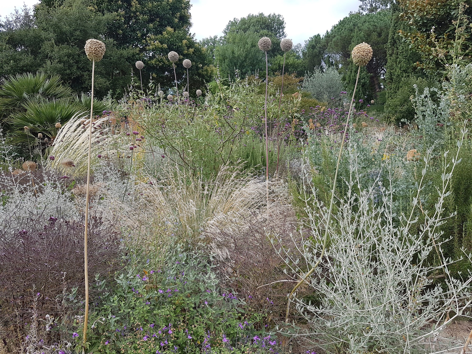 **NEW** Choosing plants for sunny, well drained soil with Anna Ribo - 06 Aug 2025