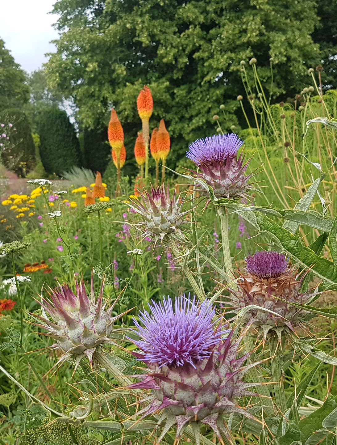 **NEW** Bitesize Planting CPD: Choosing plants to encourage wildlife with Anna Ribo - 09 Jul 2025