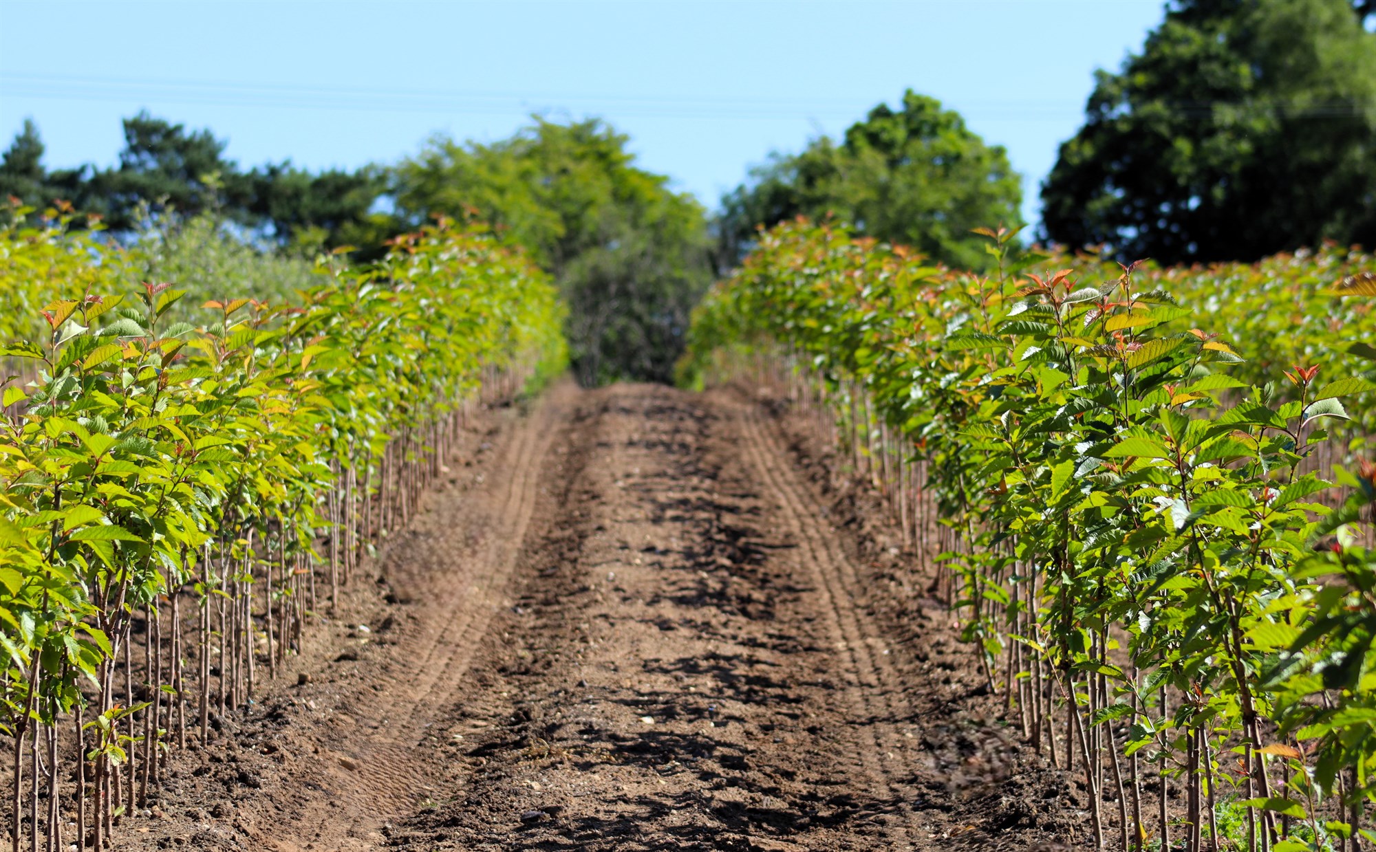 SGLD Awards Sponsor In Person Event: Tour and Talks with Hillier Trees - 18 September 2025