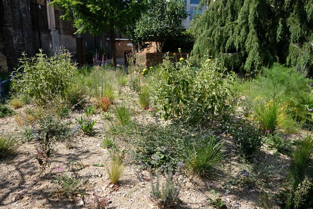 Regional Event - Scotland: Planting into Recycled Substrates with Darryl Moore - 16 Mar 2026