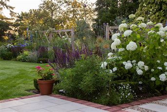 Second Summer.  Hydrangea 'Annabelle' lining the pathway after heavy rain the night before.