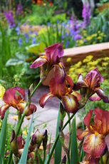 RHS Chelsea Flower Show 2024
The Octavia Hill Garden