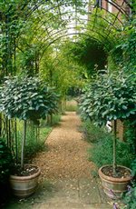Garden of rooms, Norfolk
 - Arbour walkway