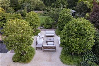 Contemporary garden in St albans, Natural stone paving with large evergreen multi-stem trees create a courtyard within the larger garden.