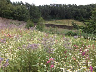 Ornamental meadow in historic walled garden