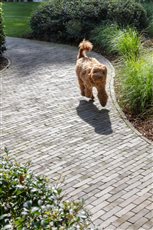 Lotis UWF Tumbled - Continental Project