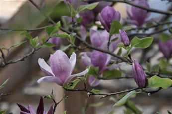 Magnolia blooms in Les Cevennes