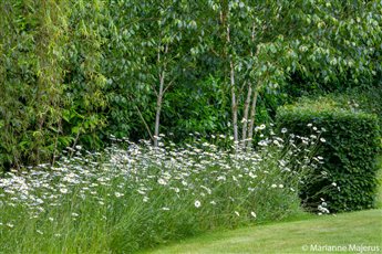 A naturalised meadow of Ox eye daisy in a planting of multi stemmed Birch.