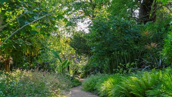 Jungle planting