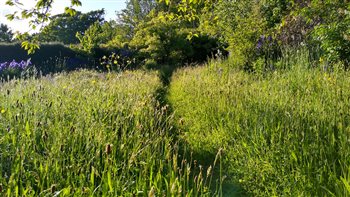 Kristina's own front garden meadow in May, which is open annually for the National Garden Scheme in the 'Waterworks & Friends Group'. 