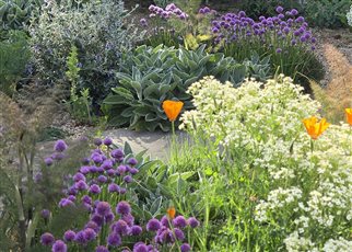 medicinal garden planting
