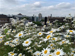 Biodiverse brown roof meadow for sustainable new build development Aldgate awarded BREEAM excellent