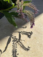 Natural stone and naturalistic planting.