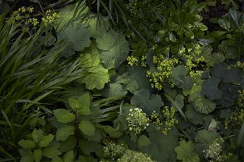 North London garden