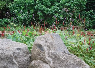 boulders with verbena and persicaria