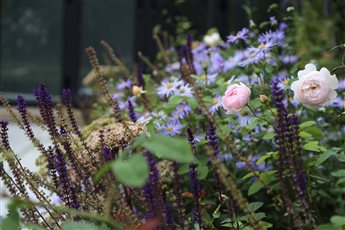 Sumptuous planting that brings joy in summer! Scented roses, Salvias, Sedums and Asters intermingle to please the eye.
