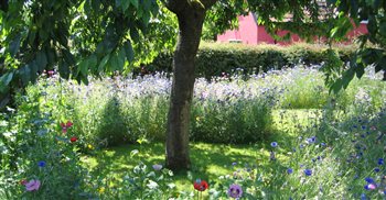 A small cottage garden in Suffolk.