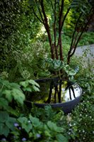Sheila Jack MSGLD - Notting Hill Garden