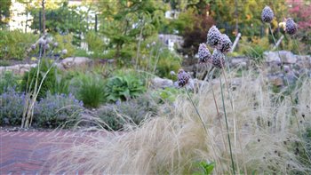 Close up planting