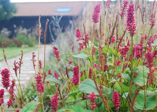 barn view with persicaria
