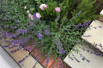 Garden design for country living. Steps, paving and planting, the detail in the design