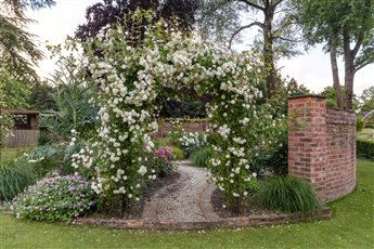 David Austin Roses - Display Garden Albrighton