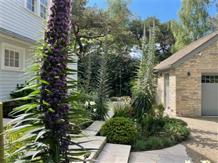 Dorset Contemporary Garden