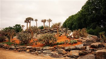 The Karoo Succulent Garden at RHS Chelsea Flower Show 2025, designed by Katie Lewis and Ernst van Jaarsveld.

