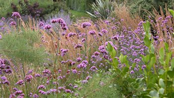 Coastal planting in Mediterranean style