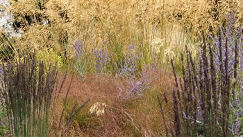 Planting design with grasses, Surrey