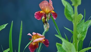 Burnt orange Iris contrasting against sea grey retaining wall in urban garden.