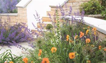 Combining contemporary architecture with wild planting