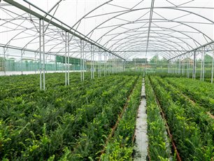 Taxus baccata hedging as young instant hedging all ready to be despatched.